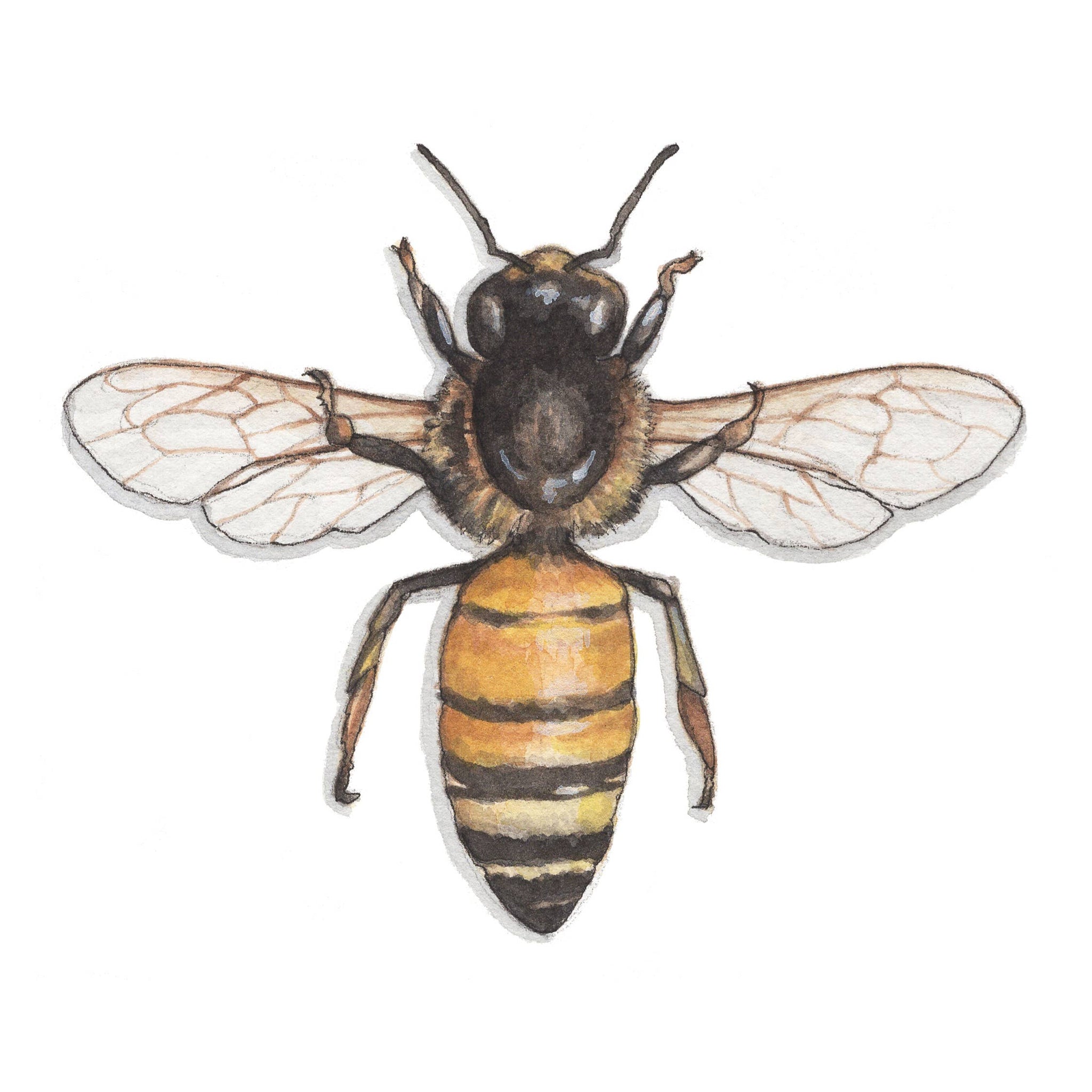 close up of honey bee art